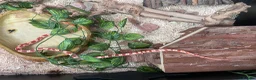 Corn Snake reptiles for sale: Corn snake with vivarium and heat mat  in Stoke-on-Trent - Advert 1