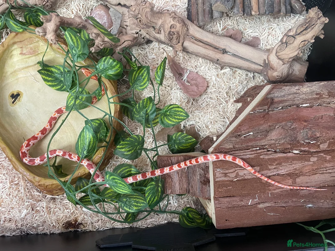 Corn Snake reptiles for sale: Corn snake with vivarium and heat mat  in Stoke-on-Trent - Advert 1