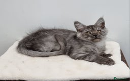 Maine Coon cats for sale: Pedigree Maine Coon Kittens for sale  - Image 2