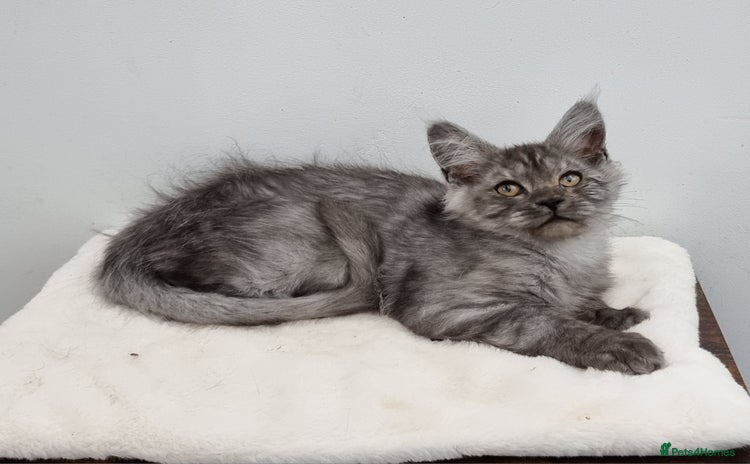 Maine Coon cats - Advert 9