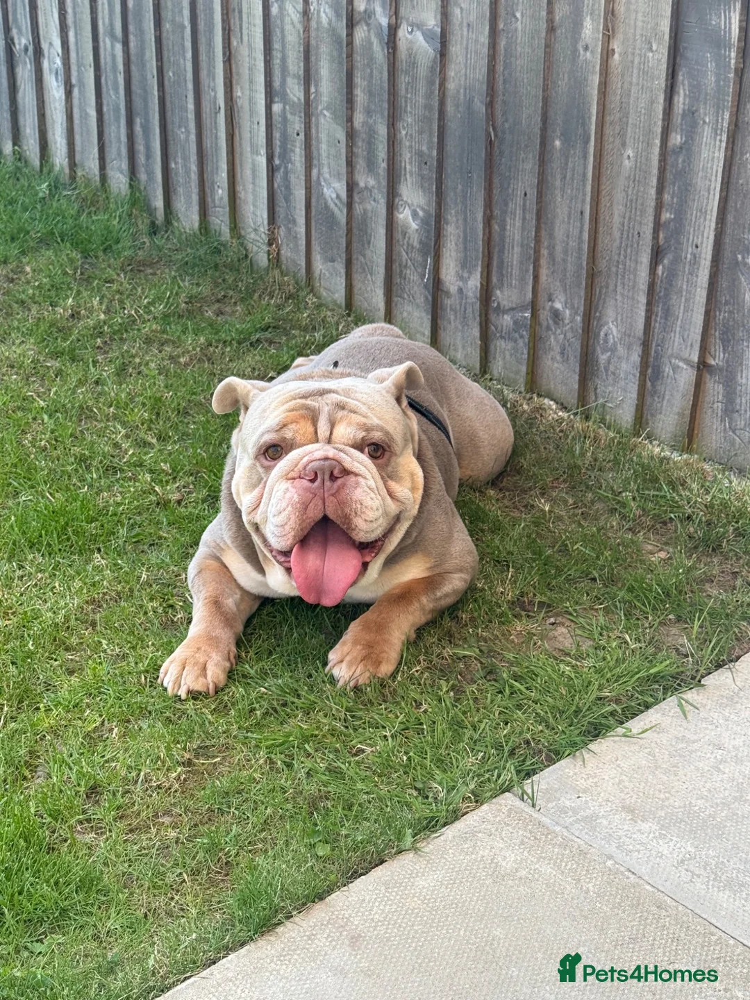 English Bulldog dogs for stud: Tyson AKA rocketman  in Liverpool - Advert 2