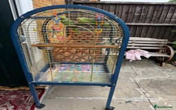 Parrots birds for sale: Male and Female parrots for Sale - Image 5