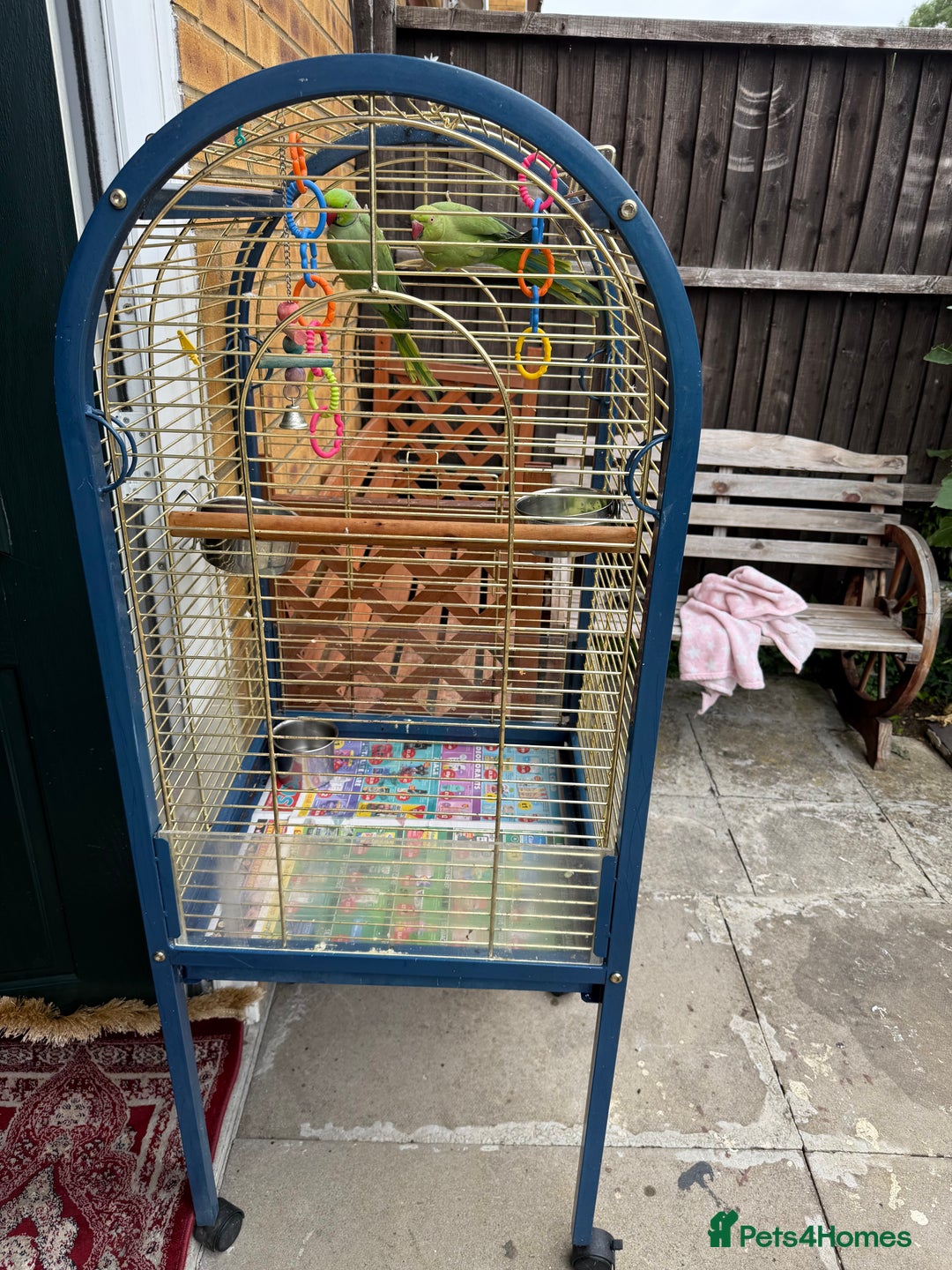Parrots birds for sale: Male and Female parrots for Sale - Image 5