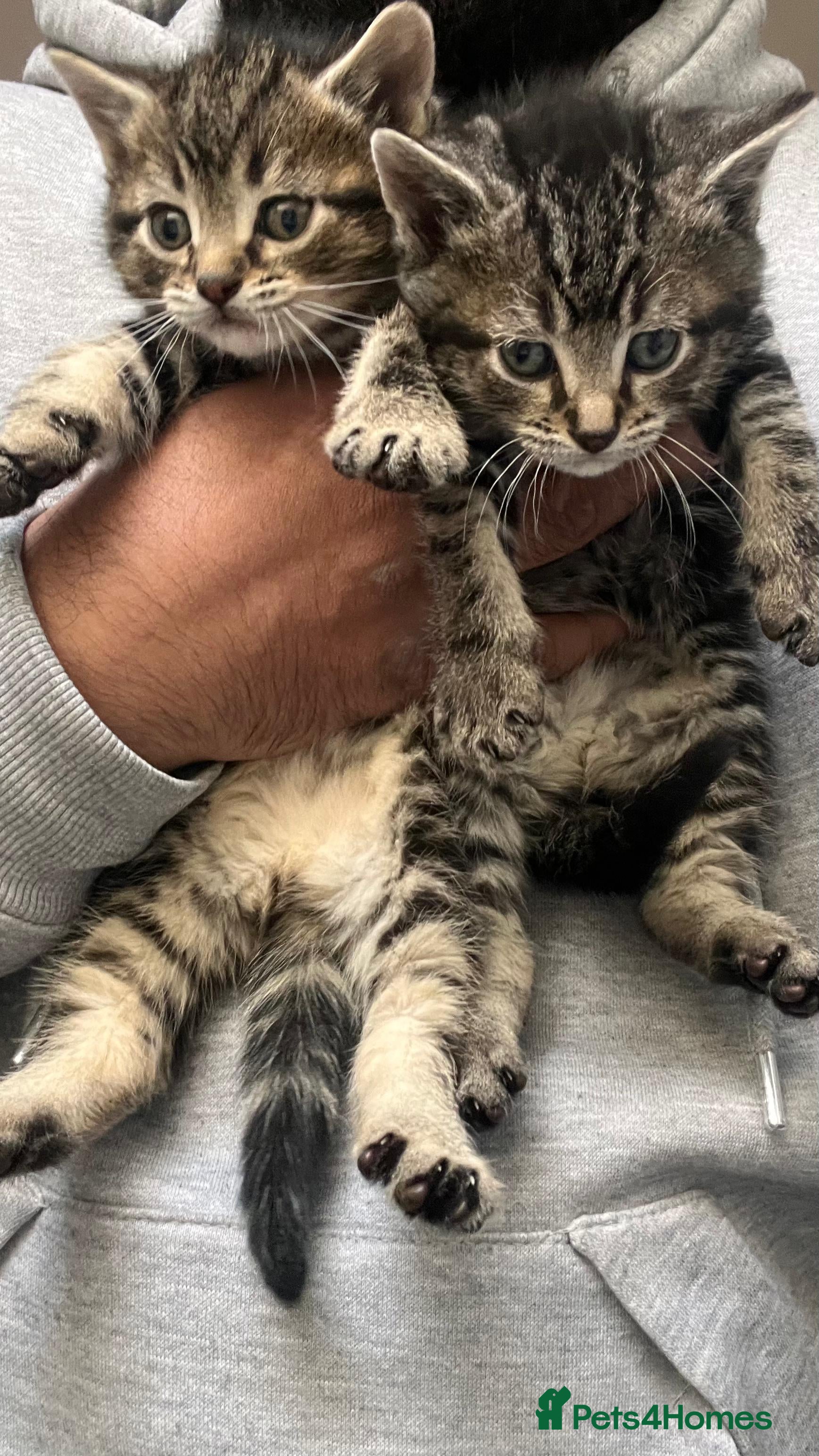 Mixed Breed cats Gorgeous Ragdoll x kittens ready for new homes - Advert 5