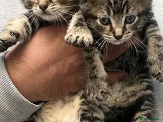 Mixed Breed cats Gorgeous Ragdoll x kittens ready for new homes - Advert 5