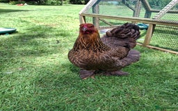 Chickens poultry for sale: Gold Partridge Brahma young cockerels  - Image 4