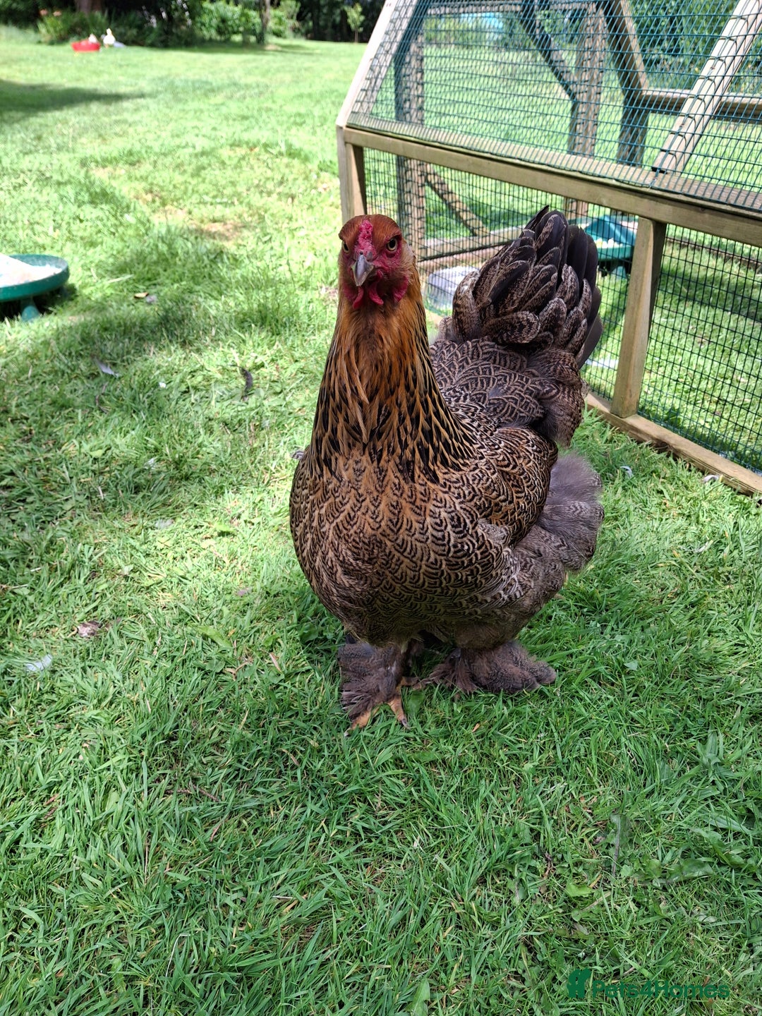 Chickens poultry for sale: Gold Partridge Brahma young cockerels  - Image 4