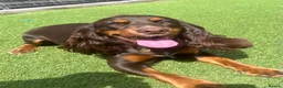 Cocker Spaniel dogs for sale: cocker spaniel for rehome in Ferryhill - Advert 9