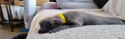 Whippet dogs for sale: Whippet KC Registered - (Solid) Blue Puppies in Wigan - Advert 7