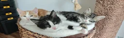 Mixed Breed cats for sale: kittens - mid-long hair black and white and ginger in Airdrie - Advert 20