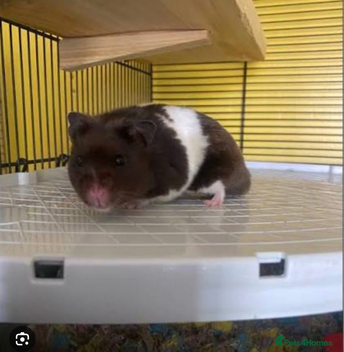 Hamster rodents Black and white Syrian hamster  - Advert 1
