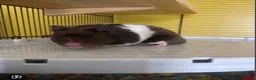 Hamster rodents for sale: Black and white Syrian hamster  - Advert 1