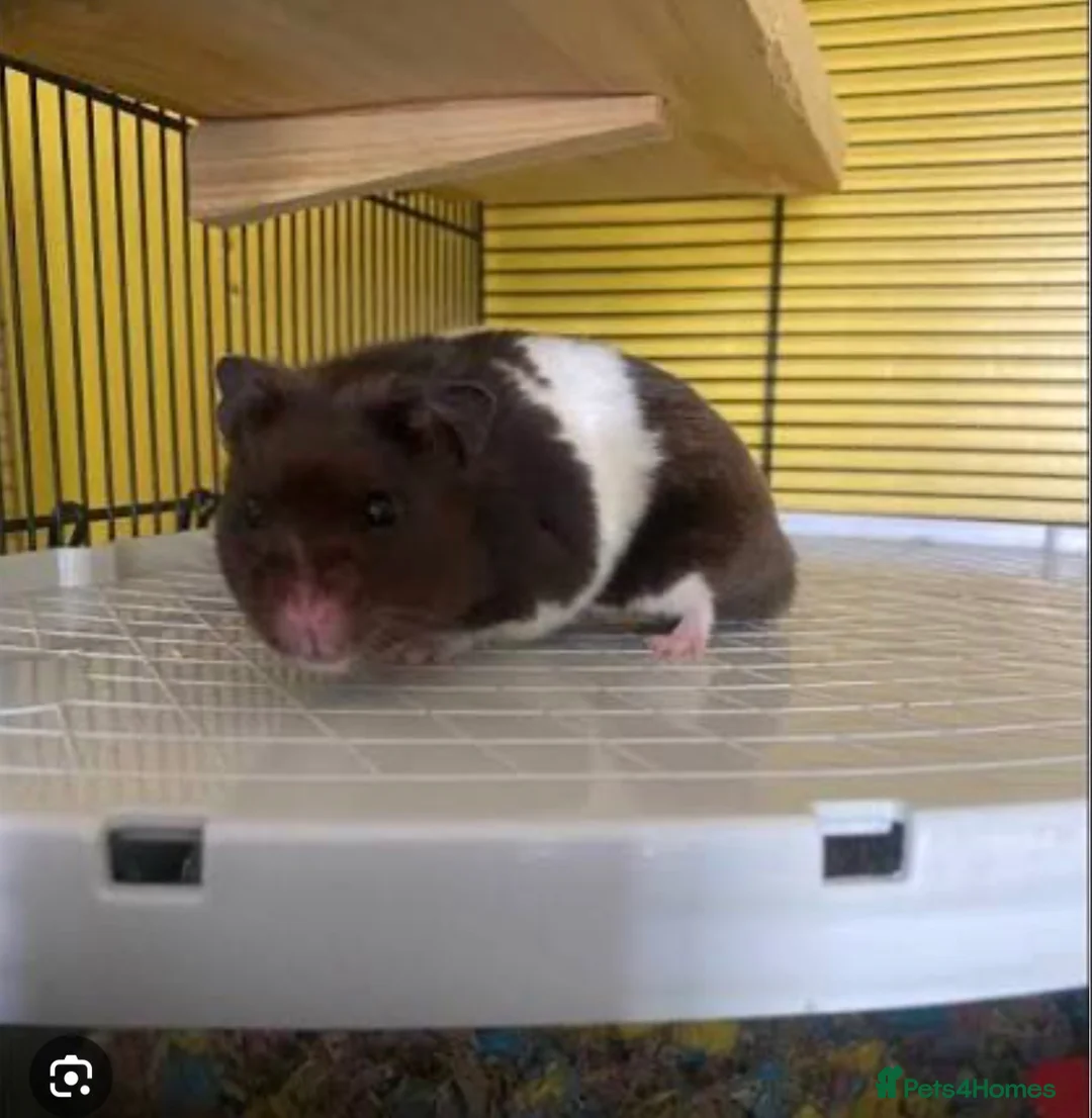 Hamster rodents for sale: Black and white Syrian hamster  - Advert 1
