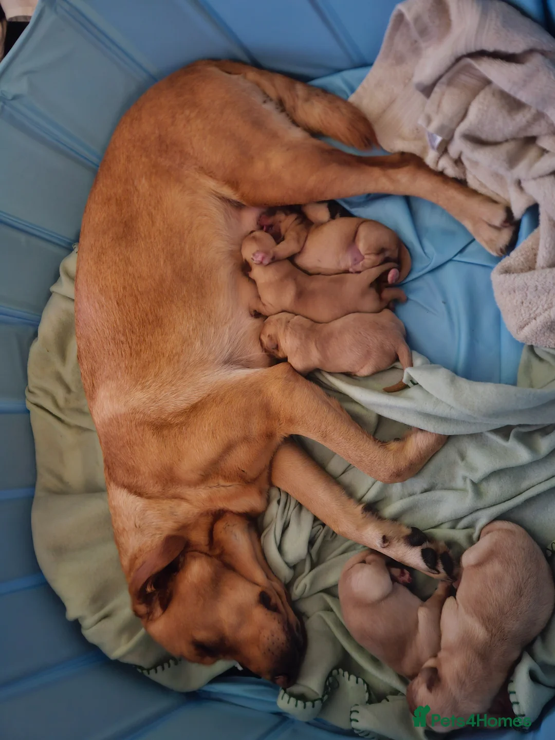 Labrador Retriever dogs for sale: Labrador puppies non KC - Advert 11