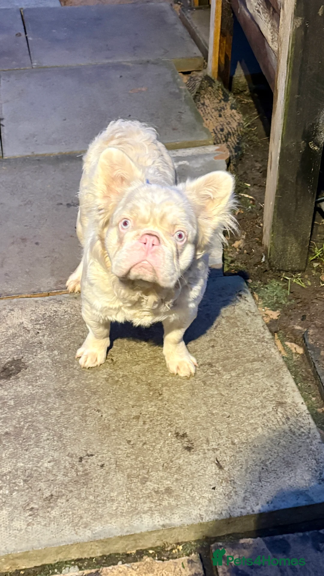 French Bulldog dogs for stud: 🩷 PINK FLUFFY STUD🩷 - Advert 5