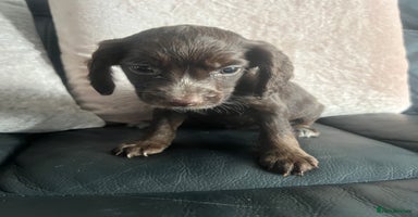 Cocker Spaniel dogs - Advert 12