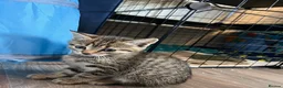 Domestic Shorthair cats for sale: Tabby kittens - Advert 9