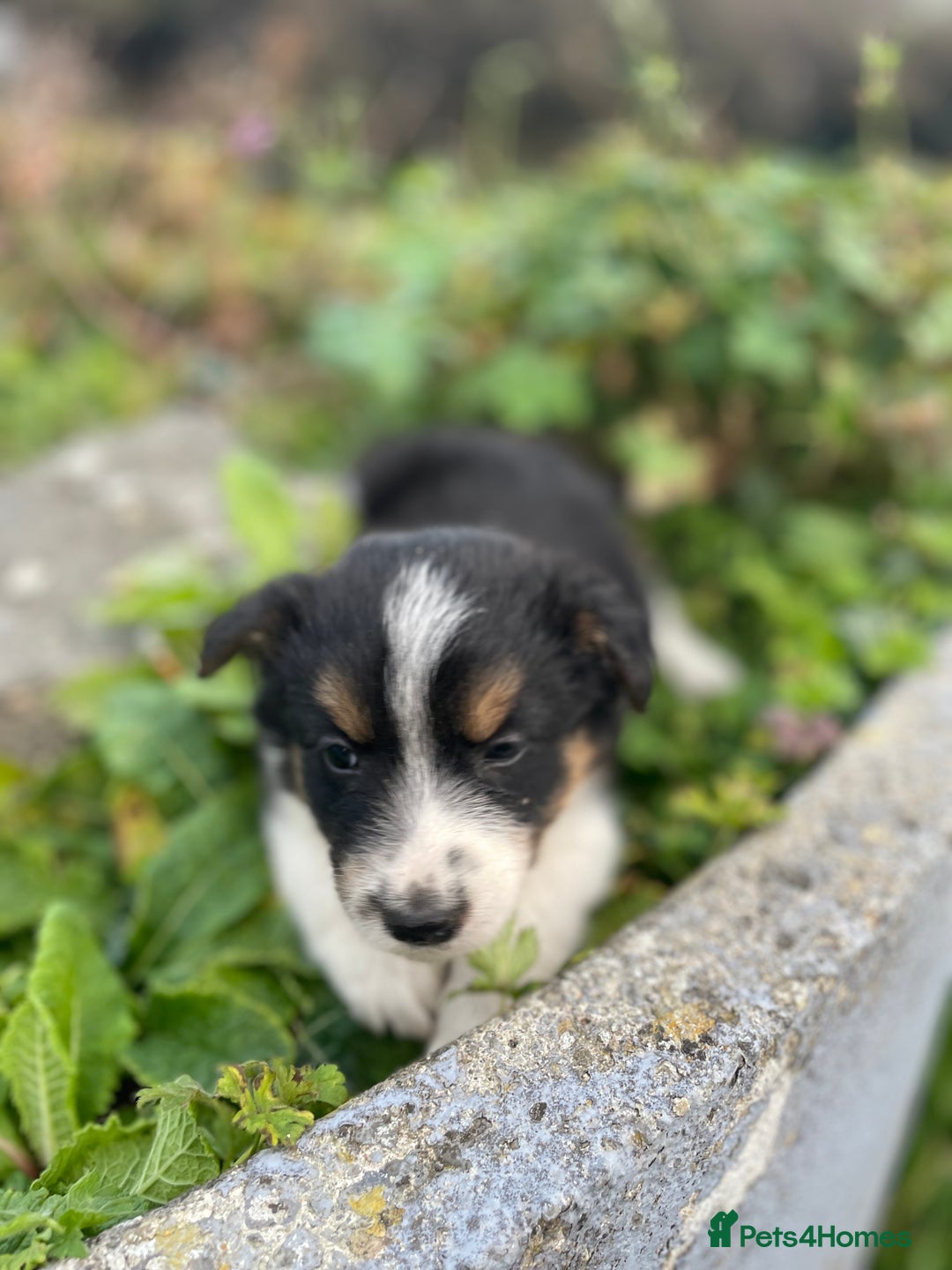 Mixed Breed dogs for sale: Border Jack Puppies (Border Collie X Jack Russel) - Image 25