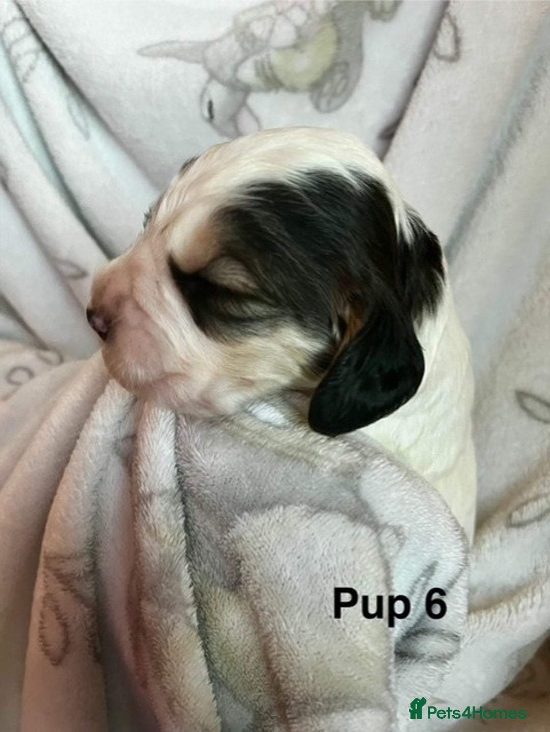 Cockapoo dogs for sale: Adorable Cocker Spaniel/Cockapoo Puppies - Image 28