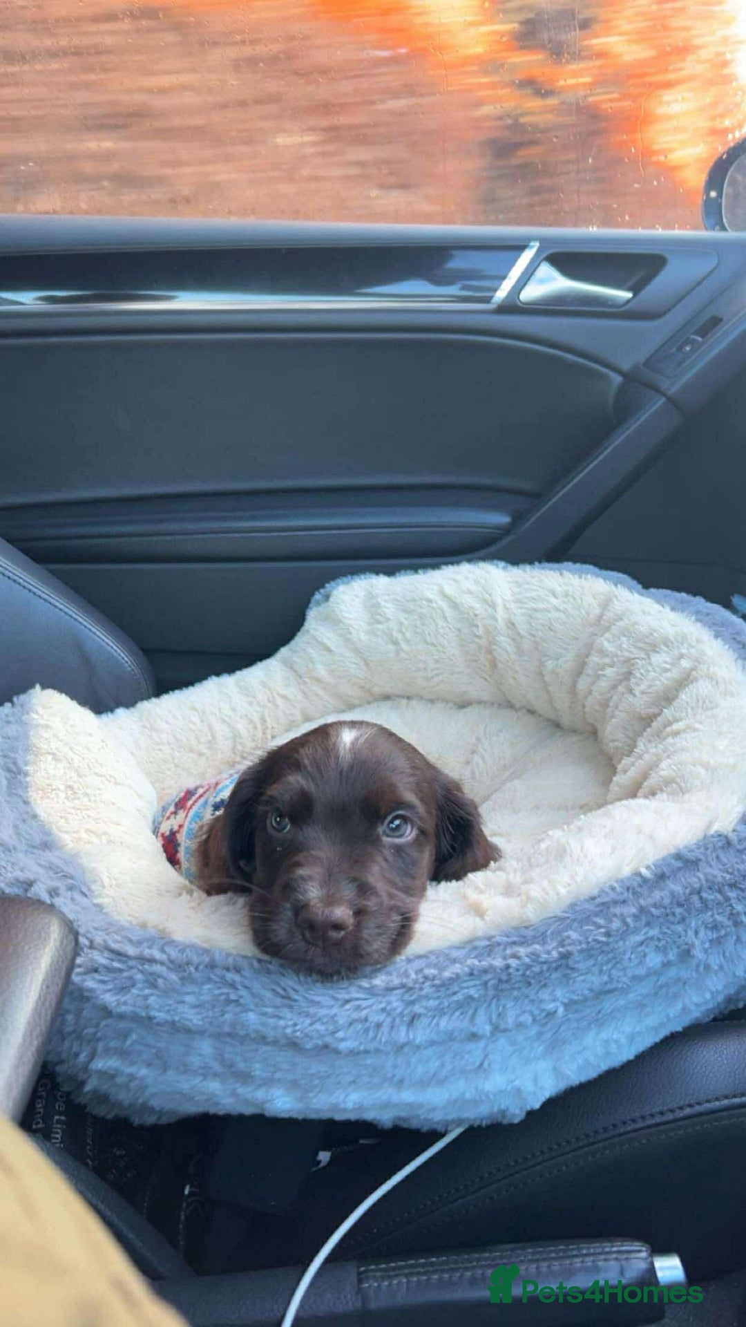 Cocker Spaniel dogs for stud: Cocker spaniel for stud. - Advert 8