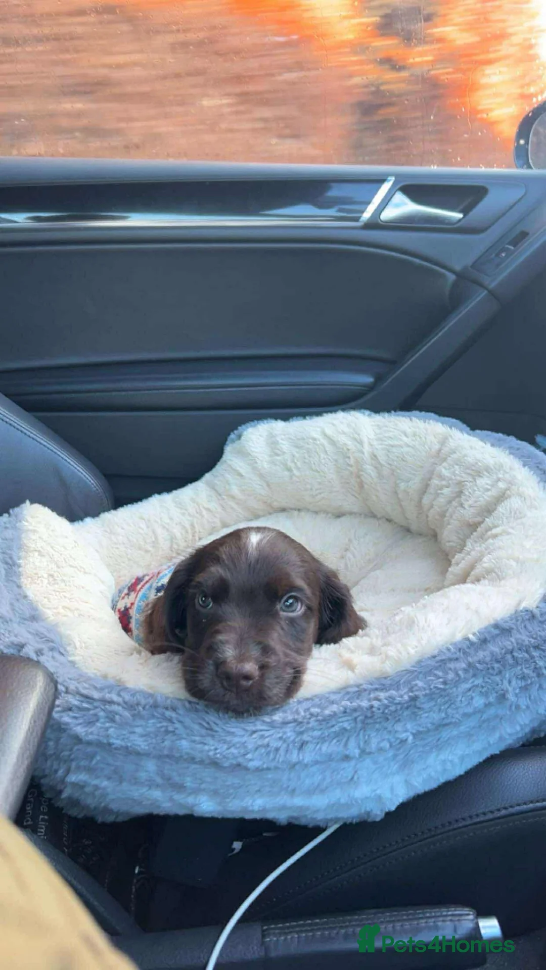 Cocker Spaniel dogs for stud: Cocker spaniel for stud. - Advert 8