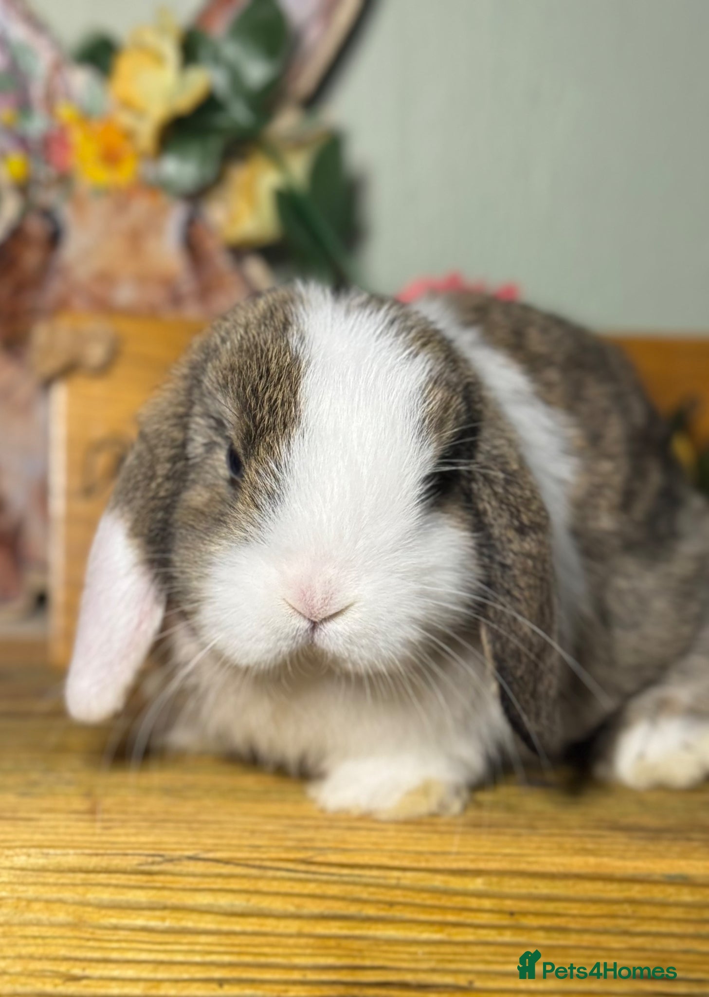 Mini Lop rabbits for sale: Gorgeous, friendly *vaccinated* pure mini lops - Advert 1