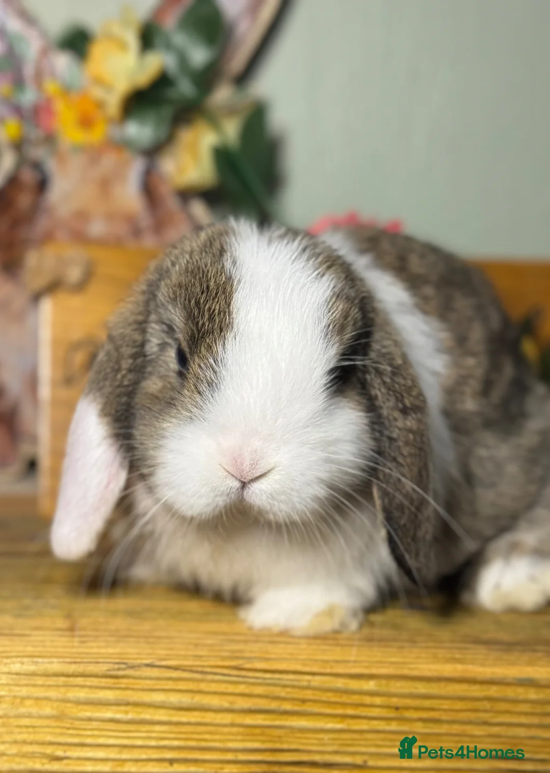 Mini Lop rabbits for sale: Gorgeous, friendly *vaccinated* pure mini lops in Swindon - Advert 1