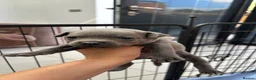 Staffordshire Bull Terrier dogs for sale: 3 Left *Avail 15th July* - Blue Staff Puppies  - Advert 34