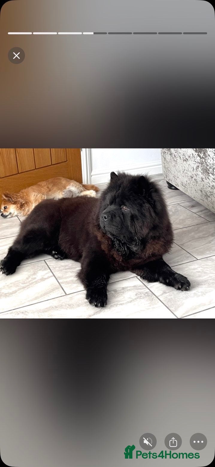 Chow Chow dogs Beautiful Male Chow Chow for Rehoming - Advert 18