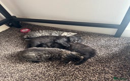Brazilian Shorthair cats for sale: BSH Kittens for Sale! - Image 6