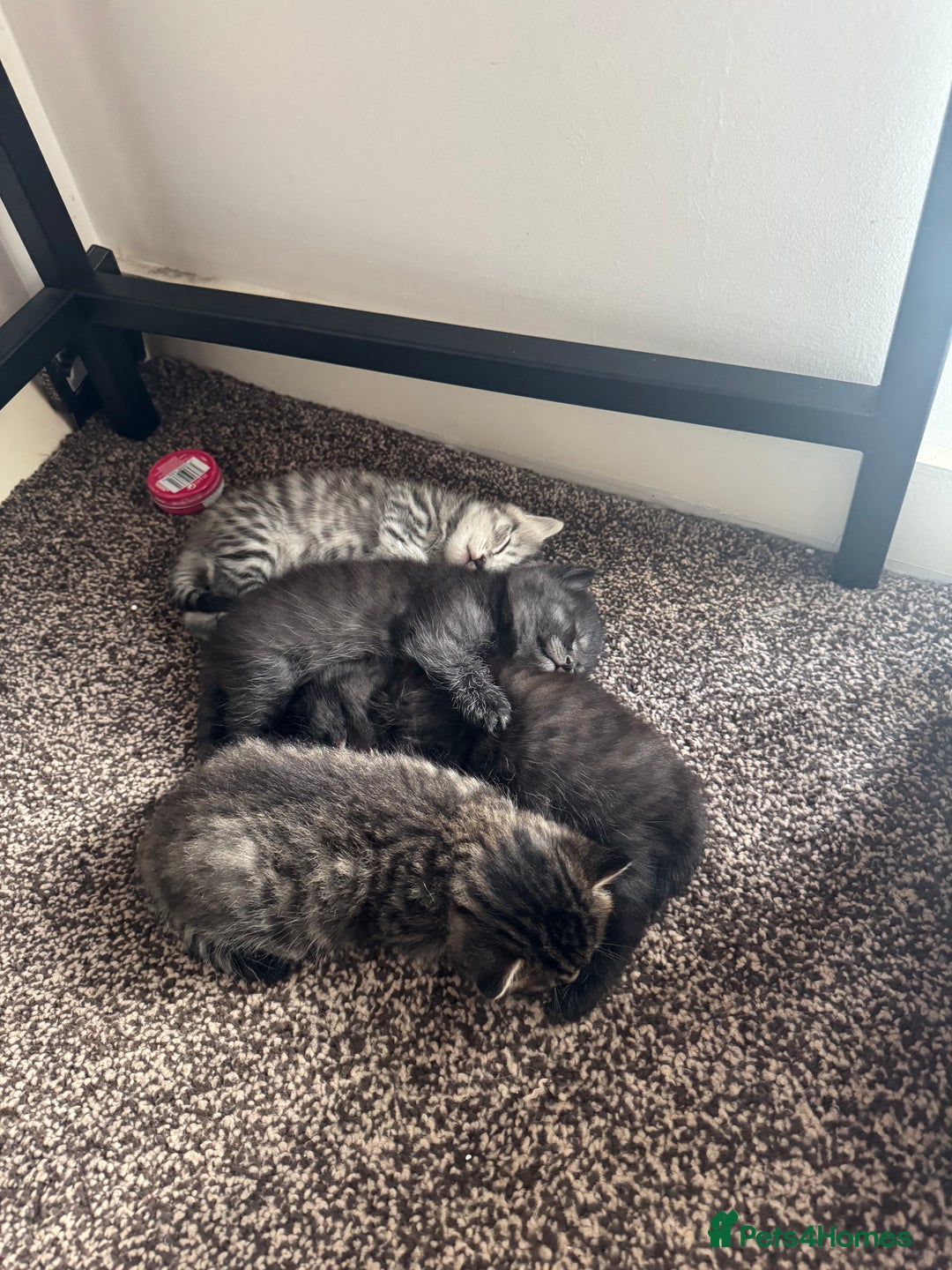 Brazilian Shorthair cats for sale: BSH Kittens for Sale! - Image 6