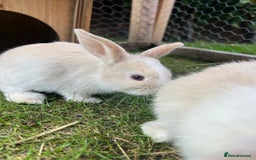 Mini Lop rabbits for sale: Mini Lop babies - Image 8