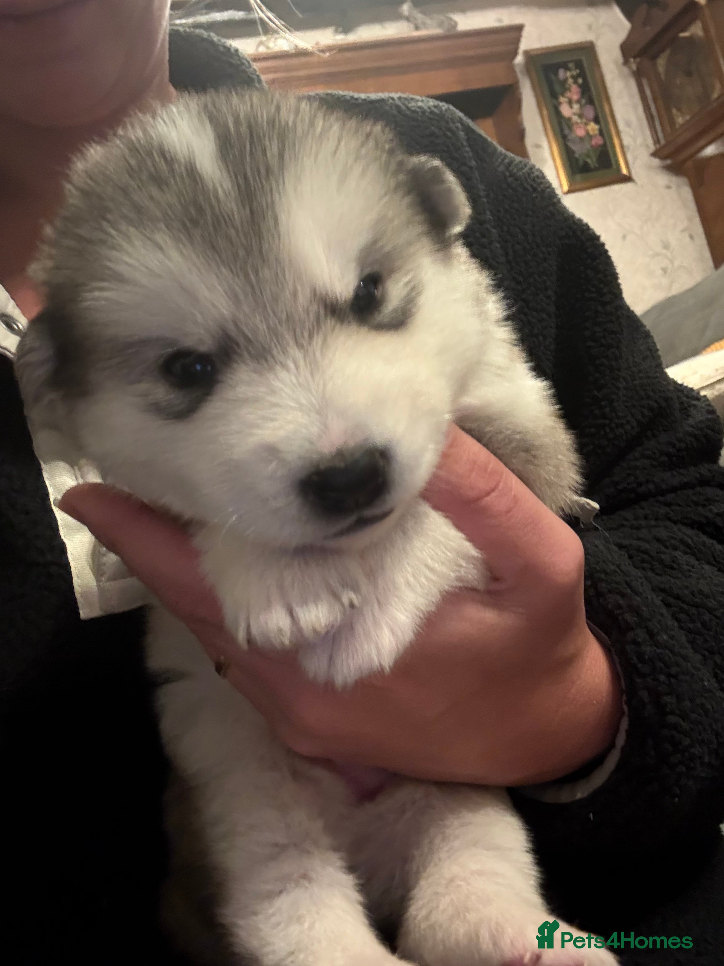 Alaskan Malamute dogs for sale: K.C Registered Quality Alaskan Malamute Puppies - Advert 6