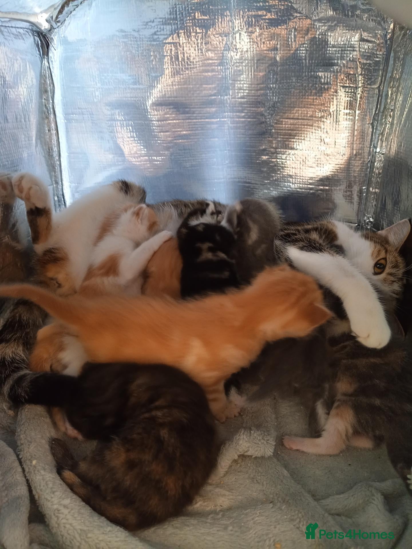 Mixed Breed cats Outstanding gorgeous, beautiful playful Kittens  - Advert 3