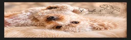 Cockapoo dogs for sale: Stunning health tested F1b Cockapoo puppies - Advert 4