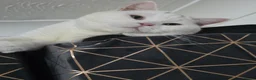British Shorthair cats for stud: 🤍 PROVEN White British Shorthair Stud Service 🤍 - Advert 3
