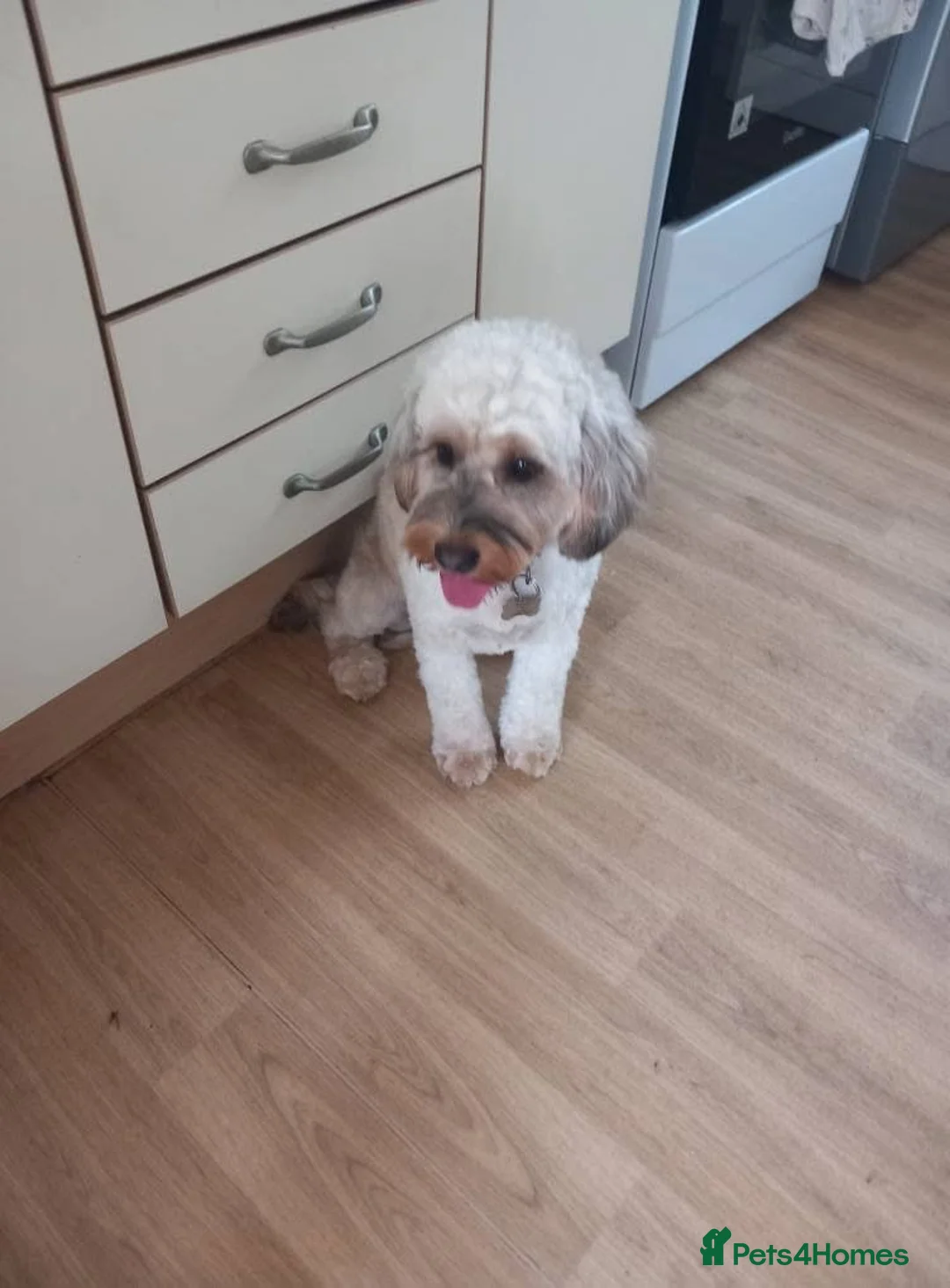 Cockapoo dogs for sale: Cockerpoo - Advert 1