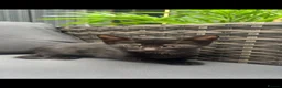 Mixed Breed cats for sale: Kittens  - Advert 9