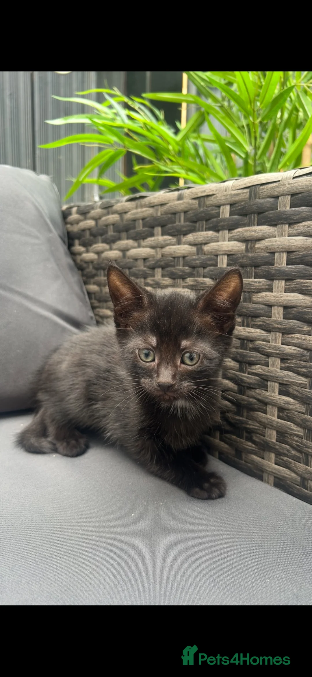 Mixed Breed cats for sale: Kittens  - Advert 9