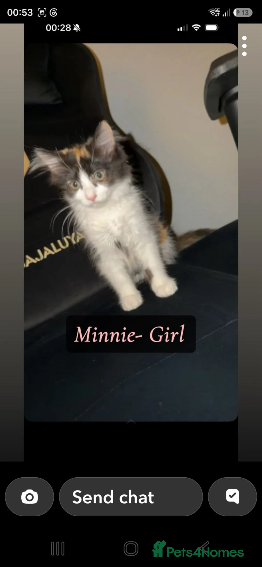 Mixed Breed cats for sale: 4 kittens and 1 cat for rehome in Bradford - Advert 2