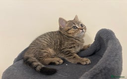 British Shorthair cats for sale: Ready to go BS kittens  - Image 21