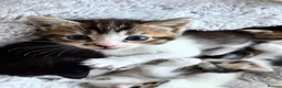 Mixed Breed cats for sale: Kittens for sale - Advert 6