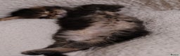 Maine Coon cats for sale: V. Vilma  - Advert 22
