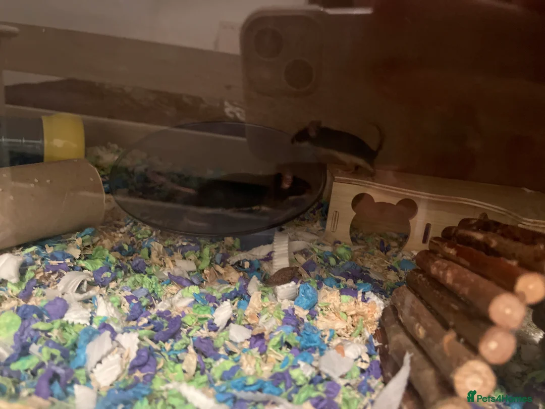 Mouse rodents for sale: Baby fancy mice waiting list  - Advert 9