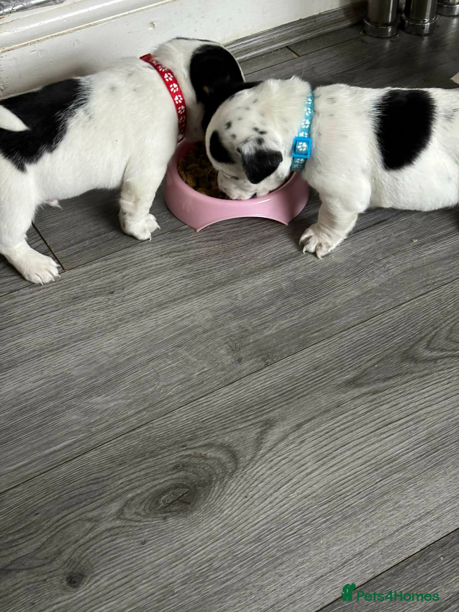 Jack Russell dogs True to Type Jack Russell pups - Advert 4