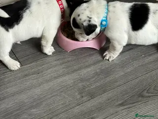 Jack Russell dogs True to Type Jack Russell pups - Advert 4