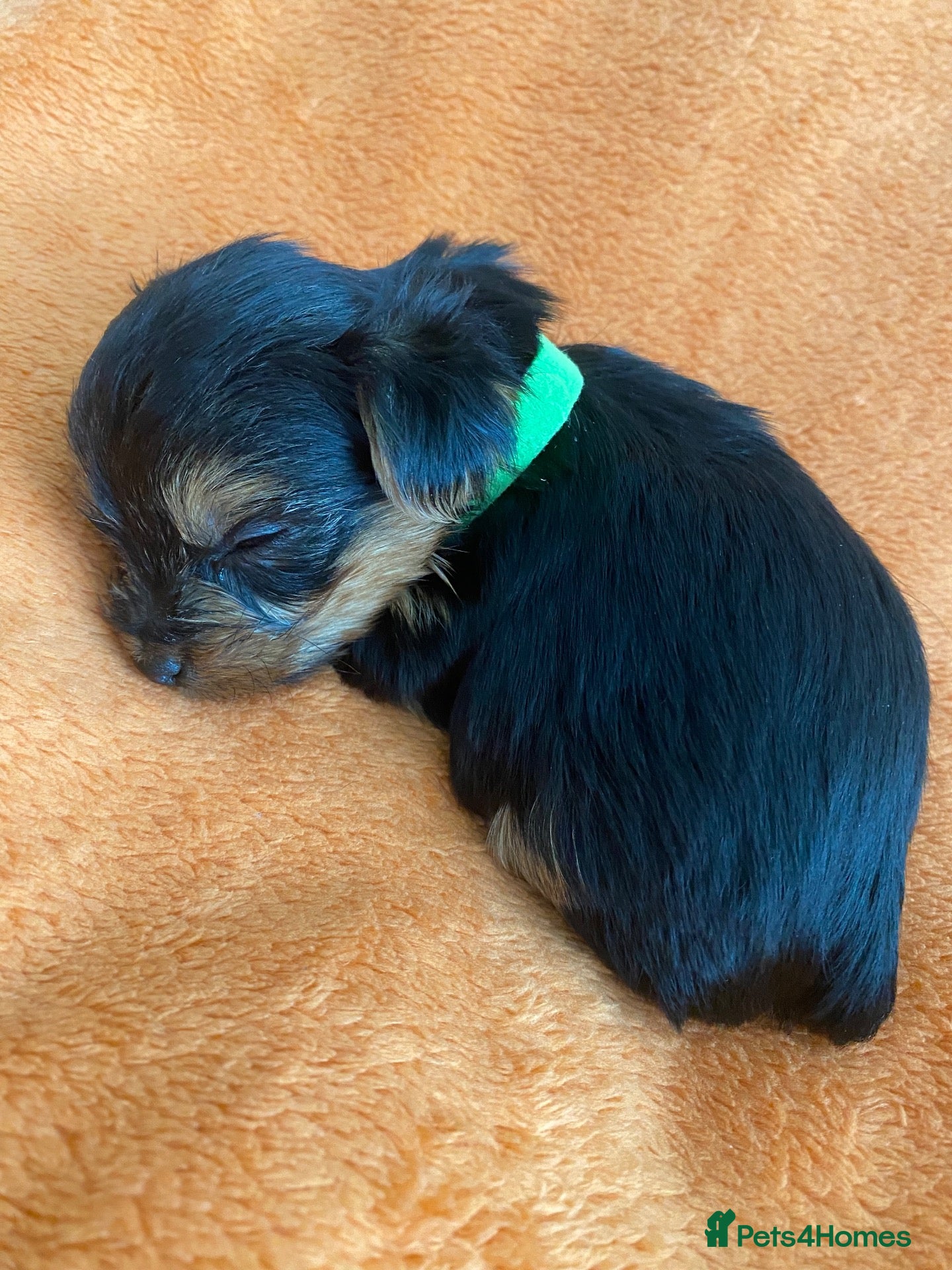 Yorkshire Terrier dogs X1 Remaining Minature Yorkshire terrier puppies  - Advert 6