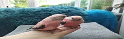Cockatiels birds for sale: DNA sexed hand tamed cockatiels and Bourkes - Advert 17
