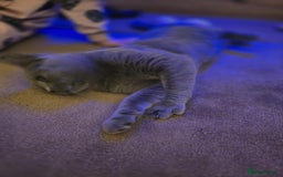 British Shorthair cats for sale: British shorthair GCCF registered  in Boston - Image 5