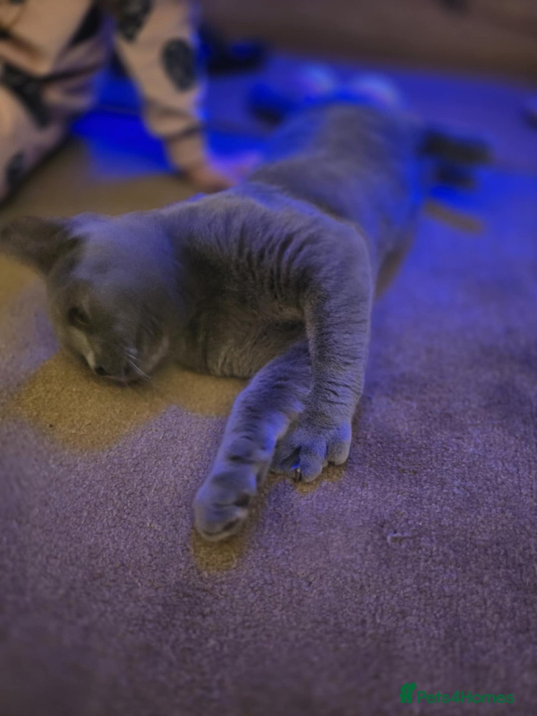 British Shorthair cats for sale: British shorthair GCCF registered  in Boston - Image 5
